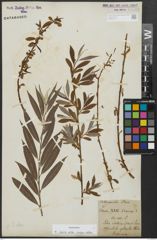 Foto von Salix alba subsp. vitellina (L.) Arcang.